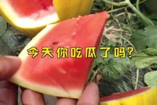 娱乐吃瓜起什么名字,揭秘明星幕后吃瓜大揭秘